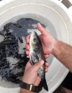 بچه ماهی بیگهد