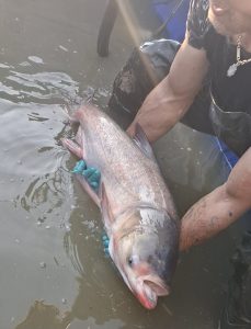 بچه ماهی بیگهد