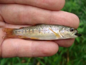 بچه ماهی قزل آلا اسپانیا