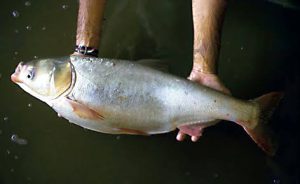 ماهی فیتوفاگ یا کپور نقره ای