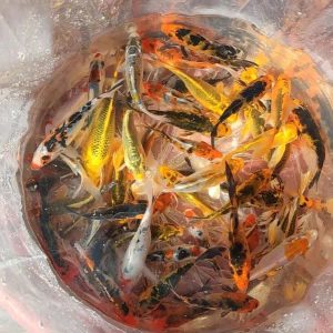 بچه ماهی کوی