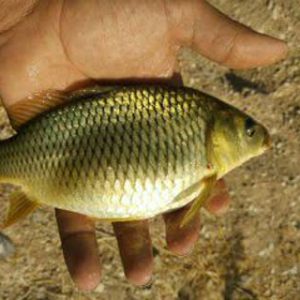 بچه ماهی کپور طلائی                                         (نژاد تاتا مجارستانی)