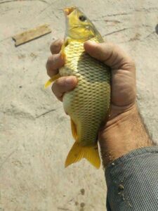 بچه ماهی کپور طلایی