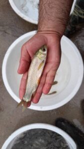 بچه ماهی امور