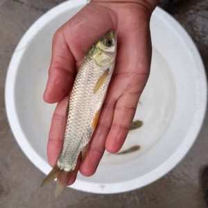 بچه ماهی آمور (کپور علفخوار)
