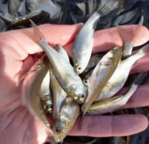 بچه ماهی فیتوفاگ