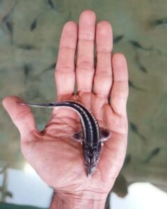 بچه ماهی خاویاری ( سیبری )