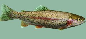 غذای ماهی قزل الا اکسترود