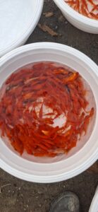 ماهی قرمز عید