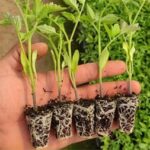 نشا گوجه فرنگی