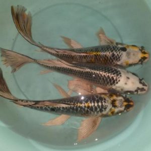 بچه ماهی کوی