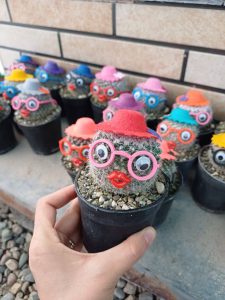 کاکتوس عروسکی