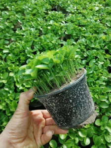 سبزه بهار نارنج