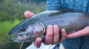 بچه ماهی قزل آلا تریپلوئید فرانسه