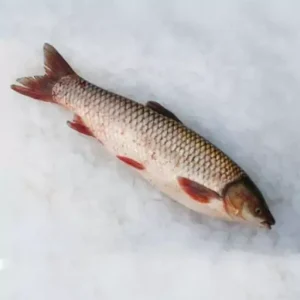 بچه ماهی امور