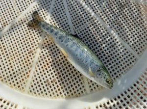 بچه ماهی قزل آلا فرانسه آکوا لند