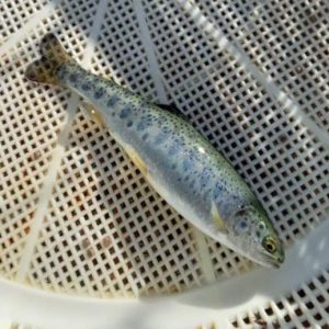 بچه ماهی قزل آلا تریپلوئید فرانسه