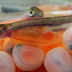 بچه ماهی قزل الا ویویرز