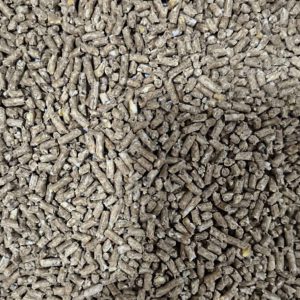 دان بوقلمون