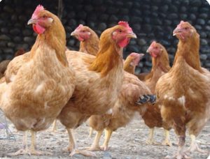 دان مرغ بومی