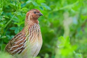 دان بلدرچین