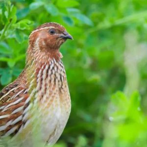 دان بلدرچین