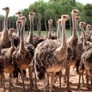 دان شتر مرغ