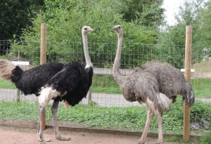 دان شتر مرغ