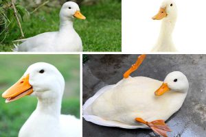 دان اردک و غاز