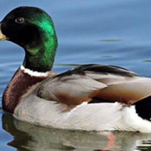 دان اردک و غاز